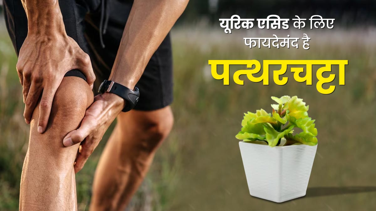 यूरिक एसिड के लिए रामबाण इलाज है पत्थरचट्टा, जानें सेवन का तरीका